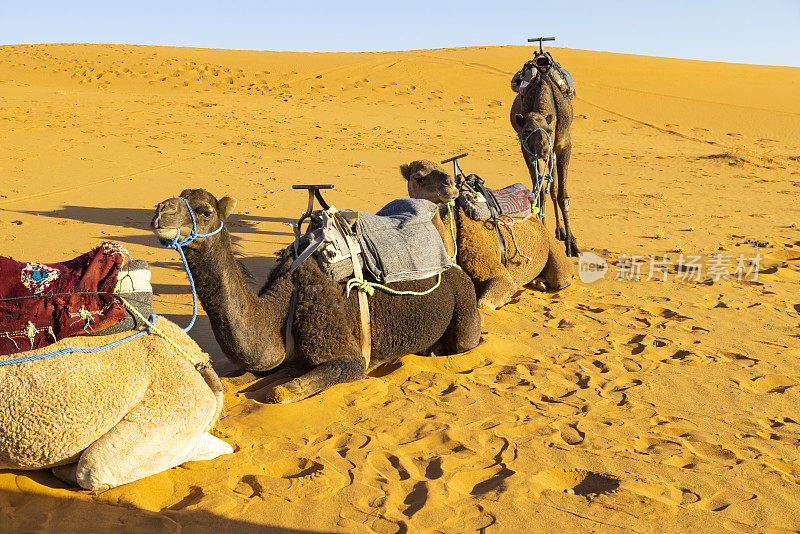 骆驼在沙漠中休息，Merzouga, Erg Chebbi，撒哈拉，摩洛哥